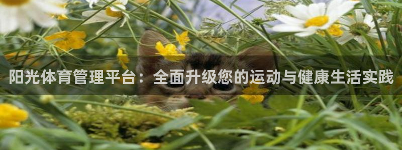 必一体育下载app下载：阳光体育管理平台：全面升级您的运动与