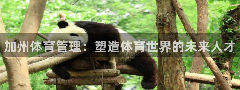 必一运动 b 体育素描版